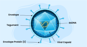 Epstein-Barr virus and treatment