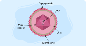 Expert approaches to cytomegalovirus
