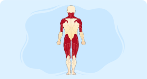 Muscular dystrophy treatment