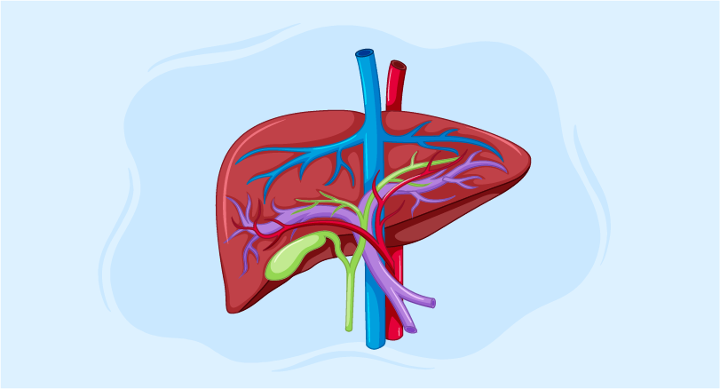 image of liver highlighting Protein-Losing-Enteropathy diagnosis and causes