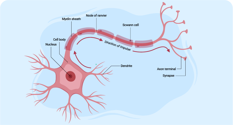 Krabbe disease treatment options