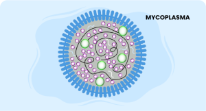 Mycoplasma course online