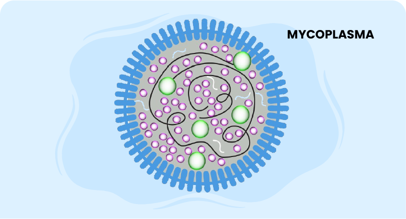 Mycoplasma course online